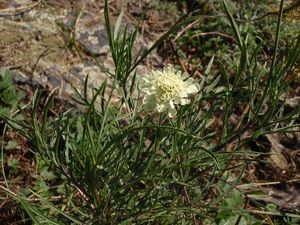 Hlaváč bledožlutý (Scabiosa ochroleuca L.)