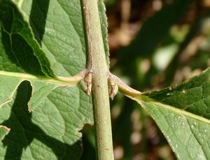 Brslen evropský (Euonymus europea)