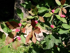 Brslen evropský (Euonymus europea)