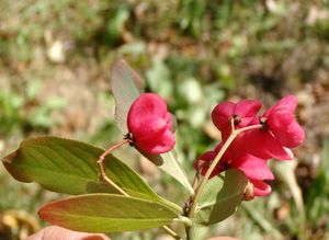 Brslen evropský (Euonymus europea)