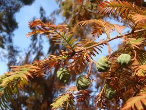 Metasekvoj čínská (Metasequoia glyptostroboides)