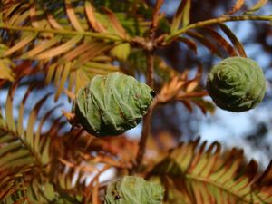 Metasekvoj čínská (Metasequoia glyptostroboides)