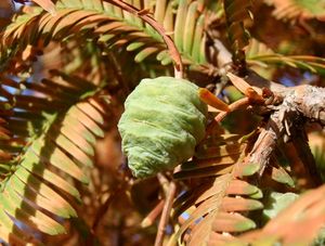 Metasekvoj čínská (Metasequoia glyptostroboides)