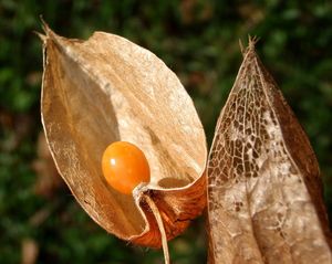 Mochyně židovská třešeň (Physalis alkekengi L.)