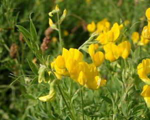 Hrachor luční (Lathyrus pratensis L.)