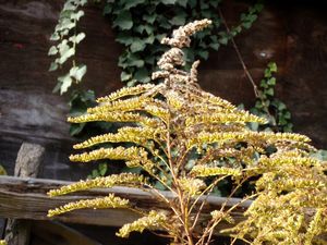 Zlatobýl obrovský (Solidago gigantea)