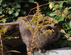 Zlatobýl obrovský (Solidago gigantea)