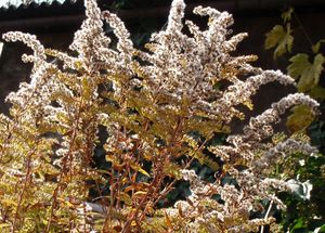 Zlatobýl obrovský (Solidago gigantea)