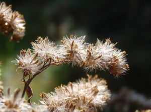 Zlatobýl obrovský (Solidago gigantea)