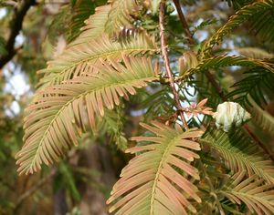 Metasekvoj čínská (Metasequoia glyptostroboides)