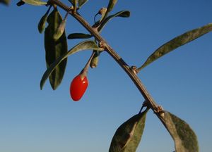 Kustovnice cizí (Lycium barbarum L.)