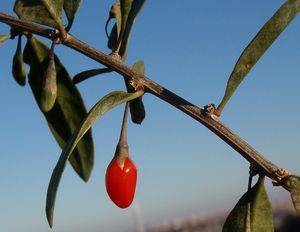 Kustovnice cizí (Lycium barbarum L.)