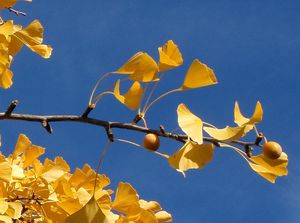 Jinan dvoulaločný (Ginko biloba)