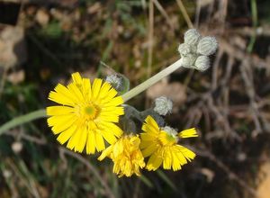 Jestřábník (Hieracium sp.)