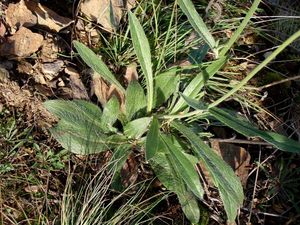 Jestřábník (Hieracium sp.)