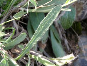 Jestřábník (Hieracium sp.)