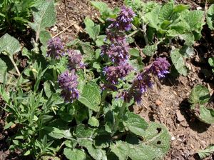 Šalvěj přeslenitá (Salvia verticillata L.)