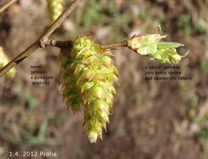 Habr obecný (Carpinus betulus)