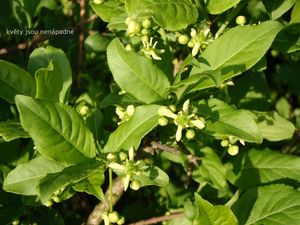 Brslen evropský (Euonymus europea)