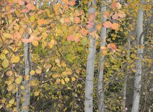 Topol osika (Populus tremula)