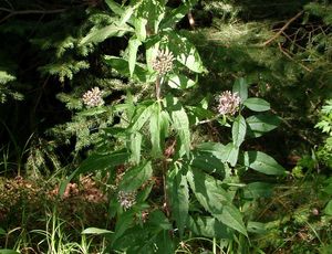 Sadec konopáč (Eupatorium cannabinum)