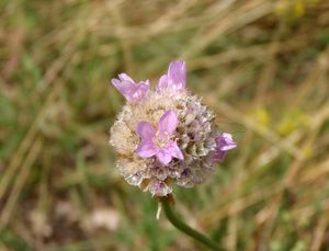 Trávnička obecná (Armeria vulgaris)