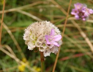 Trávnička obecná (Armeria vulgaris)