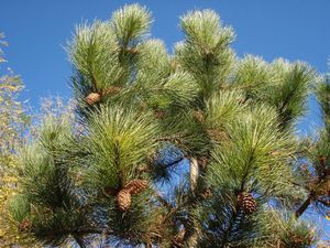 Borovice těžká (Pinus ponderosa)