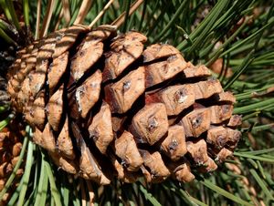 Borovice těžká (Pinus ponderosa)