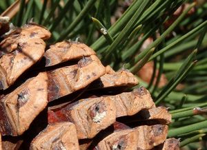 Borovice těžká (Pinus ponderosa)