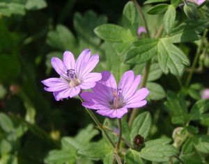 Kakost pyrenejský (Geranium pyrenaicum)