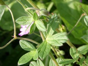 Kakost pyrenejský (Geranium pyrenaicum)