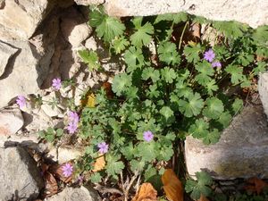 Kakost pyrenejský (Geranium pyrenaicum)