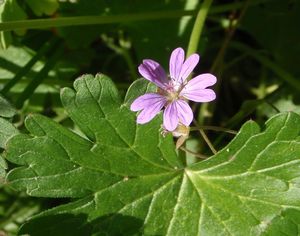 Kakost pyrenejský (Geranium pyrenaicum)