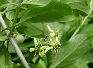 Brslen evropský (Euonymus europea)