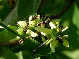 Brslen evropský (Euonymus europea)