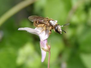 Zvěšinec (Cymbalaria sp.)