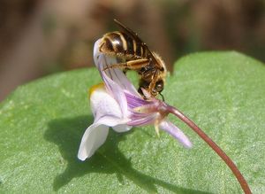 Zvěšinec (Cymbalaria sp.)