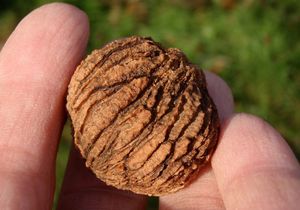 Ořešák černý (Juglans nigra)