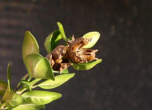 Zimostráz vždyzelený (krušpánek) (Buxus sempervirens)