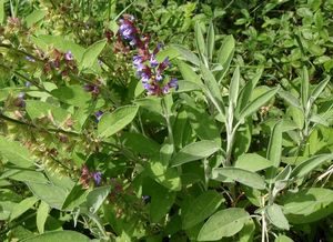 Šalvěj lékařská (Salvia officinalis)