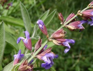 Šalvěj lékařská (Salvia officinalis)