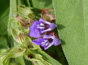 Šalvěj lékařská (Salvia officinalis)