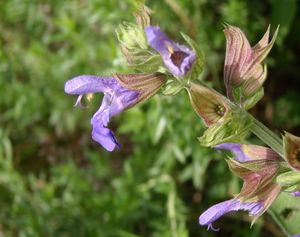 Šalvěj lékařská (Salvia officinalis)