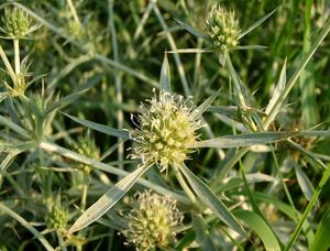 Máčka ladní (Eryngium campestre)