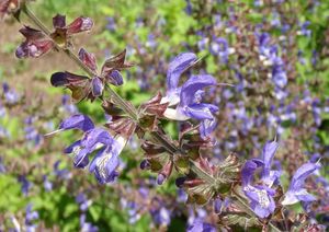 Šalvěj lékařská (Salvia officinalis)