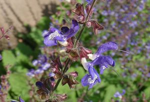 Šalvěj lékařská (Salvia officinalis)