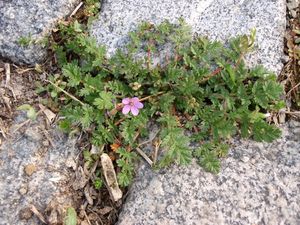 Pumpava rozpuková (Erodium cicutarium)