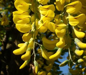 Štědřenec obecný (Laburnum anagyroides)