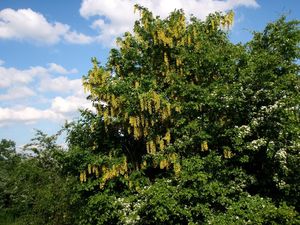 Štědřenec obecný (Laburnum anagyroides)